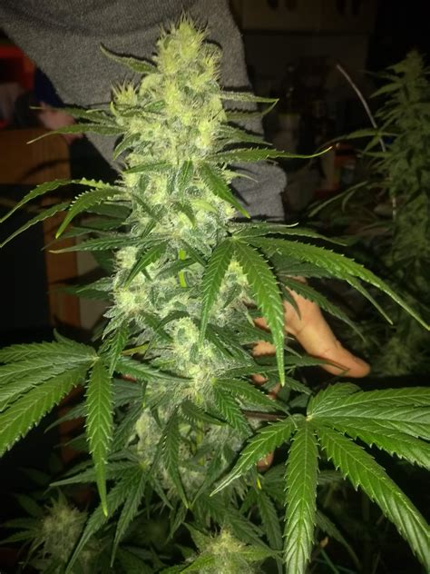 Pyramid Seeds Auto Super Og Kush Grow Journal By Hellread Growdiaries