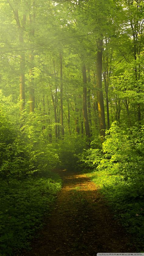 Nature Wallpaper Beautiful Nature Image Green Forest Wallpaper