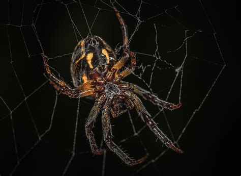 Fonds Decran Araneaes En Gros Plan Insectes Araneus Fond Noir Toile D