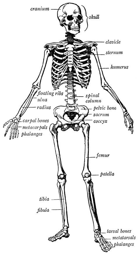 They are hard, rigid, and are made up of calcium and phosphorous. Human skeleton | ClipArt ETC