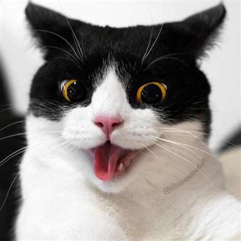 meet izzy the cat with the funniest facial expressions that s going viral on instagram
