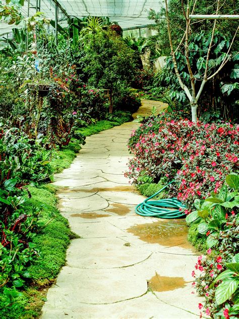 Footpath In Garden Jungle Free Stock Photo Public Domain Pictures