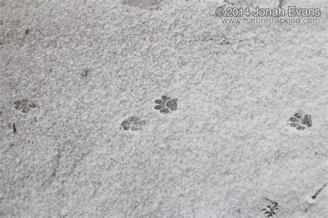 Identifying Animal Tracks In Snow 5 Common Backyard