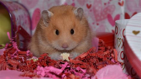 Teddy Bear Hamster Breeders Near Me Teddy Bear Hamster Friendly Pets