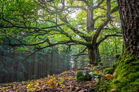 Bosque Templado Características Flora Y Fauna Resumen
