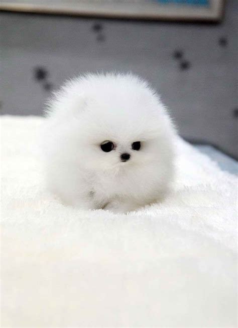 Baby Pomeranian For Sale Petsidi