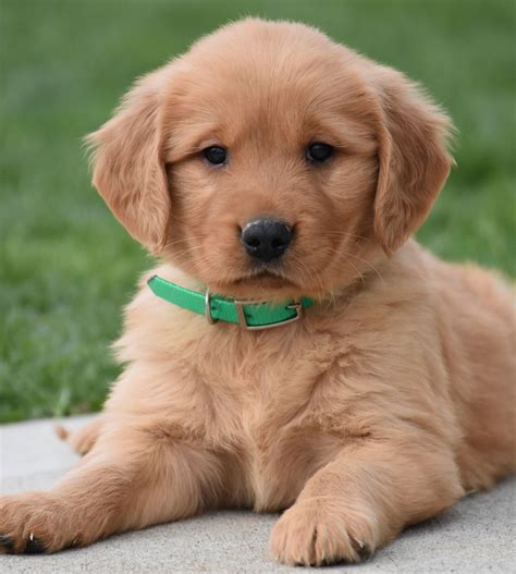 Find golden retriever in dogs & puppies for rehoming | 🐶 find dogs and puppies locally for sale or adoption in canada : Puppies for Sale | Golden retriever, Lancaster puppies ...
