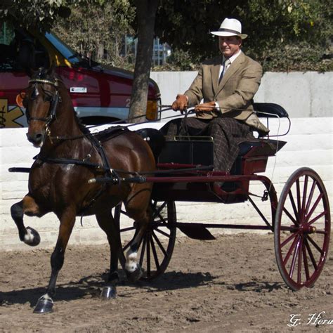 La County Fair International Draft Horse Mule And Pleasure Driving Show