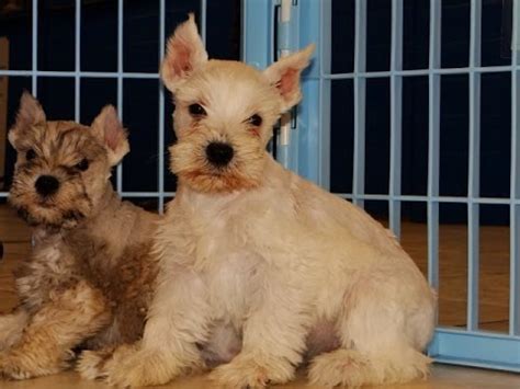 Our love story began in colorado in 1997 when we adopted our first toy miniature schnauzer. Miniature Schnauzer, Puppies, Dogs, For Sale, In Colorado Springs, Colorado, CO, 19Breeders ...