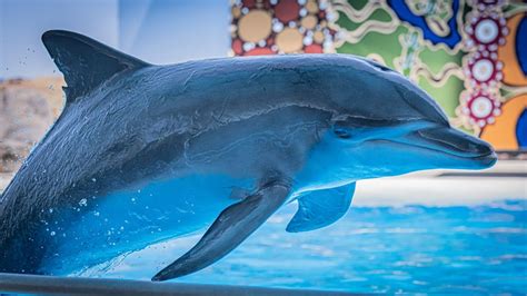 Dolphin Marine Conservation Park 65 Orlando St Coffs Harbour Nsw