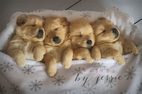 At my golden retriever puppies, we learn, love, and live golden retriever puppies! Golden Retriever puppies The "Snow" litter ~ Northsyde Goldens Photos by Jessie ~ Thunder Bay ON ...