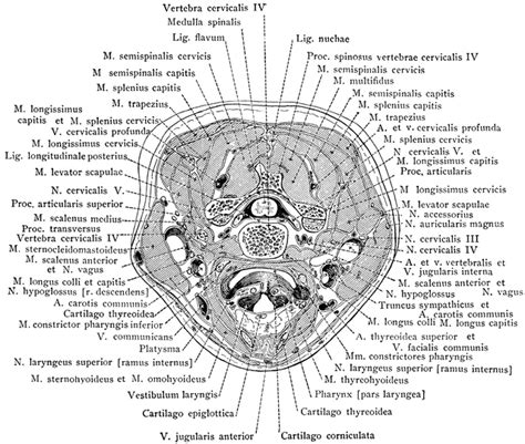 Cross Section Of Neck Through The Larynx Clipart Etc