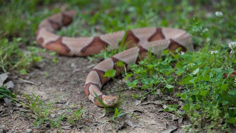 Copperhead Snake Bit Girl Heres What To Know About The Reptiles