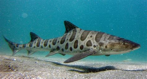 Female Leopard Shark Learns To Reproduce Without A Mate