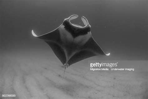 Manta Ray Migration Photos And Premium High Res Pictures Getty Images