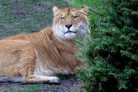 My Big Cat Blog Ligers And Tigons What You Dont Know