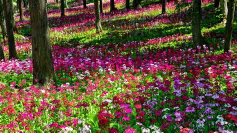 Spring Flowers In The Forest Hd Wallpaper Background Image