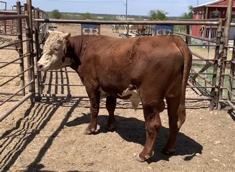 Horned Hereford Bull, #24358 | Ribear Cattle Co.