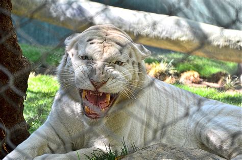 Snow White Siberian Tiger Apollo The Mirage Siegfrie Flickr