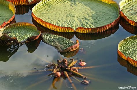 O senhor, pois, é aquele que vai adiante de ti; Vitória Régia - Vitória Amazônica - Flores e Folhagens