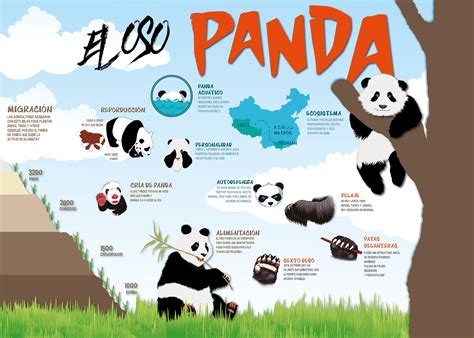 Infografía Sobre El Oso Panda On Behance Panda Facts Panda Facts For