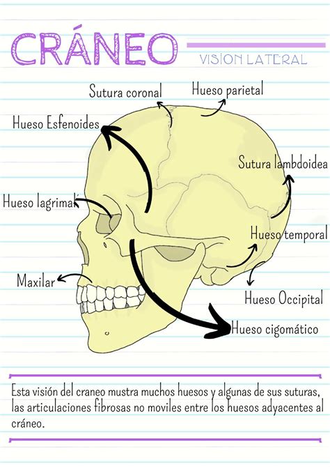 Anatomia De Craneo Apuntes Udocz Anatomía Médica Medicina Humana