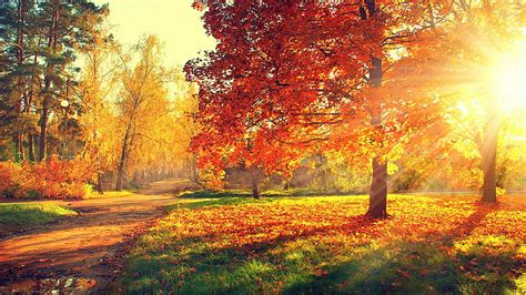 Hd Wallpaper Nature Autumn Autumn Leaves Grove Sunlight Deciduous