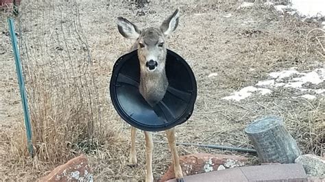 Deer With Trash Can Lid On Its Neck In Colorado Photos Show