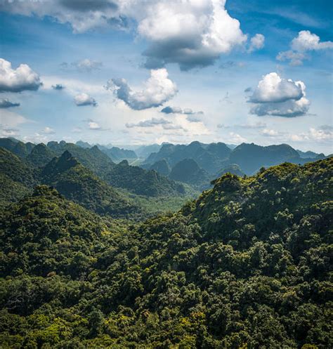 Vietnam Jungle Stock Photos Pictures And Royalty Free Images Istock