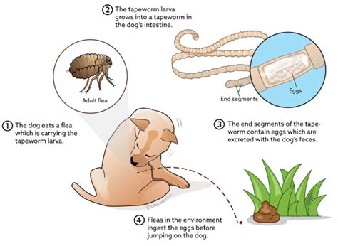 The Flea Tapeworm Life Cycle Diagram Fleas Life Cycles Worms In Dogs