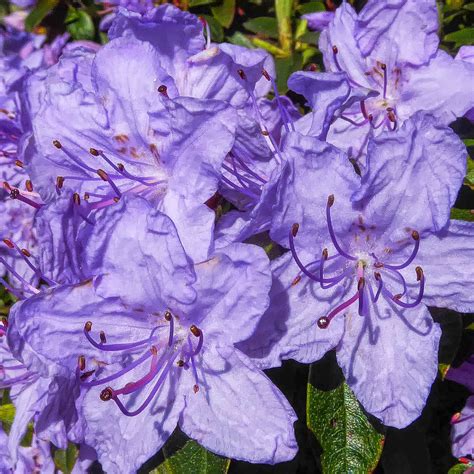 Rhododendron Blue Tit Evergreen Bushy Blue Flowering Dwarf Garden Shrub