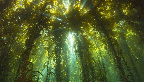 Plants That Live On The Ocean Floor Sciencing