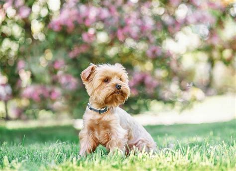 25 Small Dog Breeds Petmd