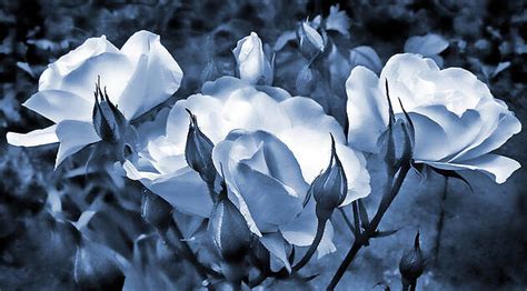 Jennie Marie Schell Artwork Collection Roses In Blue Floral Gallery