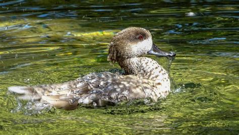 Teal Duck Bird Baby Photos Free And Royalty Free Stock Photos From