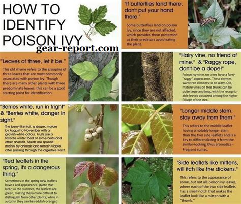 Is Ivy Poisonous To Humans