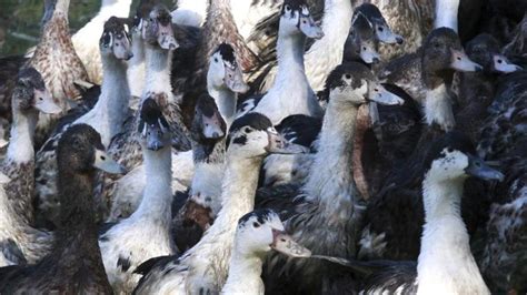 In a statement to the hill, who said it has been notified by the russian federation about human infection with avian influenza h5n8 through international health. France to cull more ducks to halt bird flu | Geraldton Guardian
