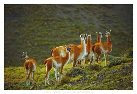 Guanaco Lama Guanicoe Torres Del Paine National Park Chile April