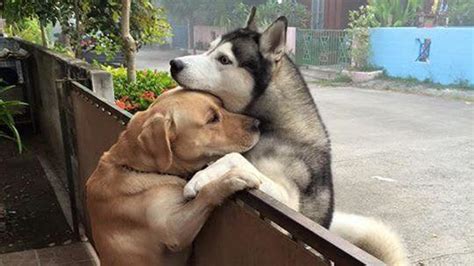 Dog Sneaks Out To Hug Neighborhood Pal In Viral Photo