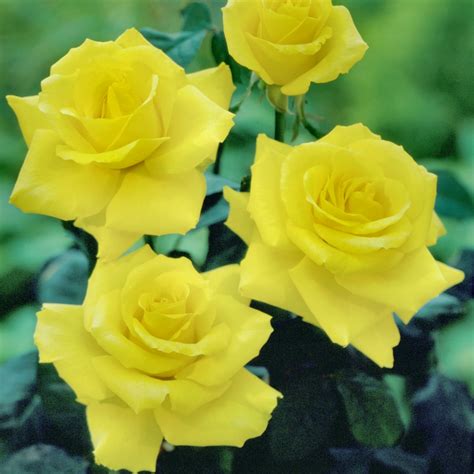 Cottage Farms Direct Perennials 3 Piece Rise And Shine Mini Rose