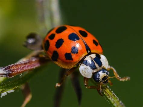 differences between lady beetles identifying asian lady beetles