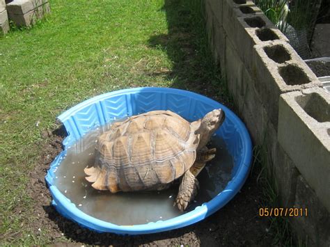 I Need To Do This For My Two Sulcies Turtle