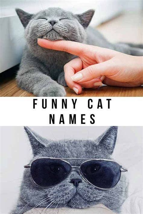Funny Cat Names Over 200 Hilarious Name Ideas For Your Kitty Funny