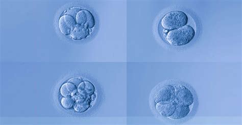 Enceinte de 1 mois l embryon à 1 mois de grossesse Dossier