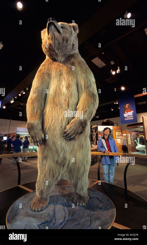Stuffed Grizzly Bear In At University Of Alaska Museum Of The North