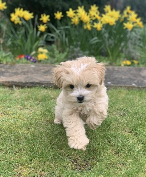 These affectionate, loyal maltipoo puppies are a designer mixed breed. maltipoo puppies for sale-maltipoo puppies for sale near me