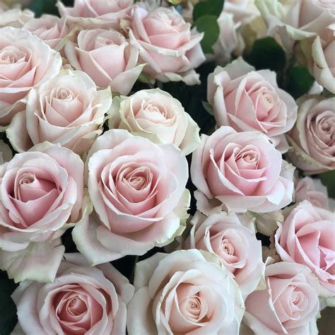 Pretty In Pink 💕 Soft Pale Pink Roses Sweet Avalanche