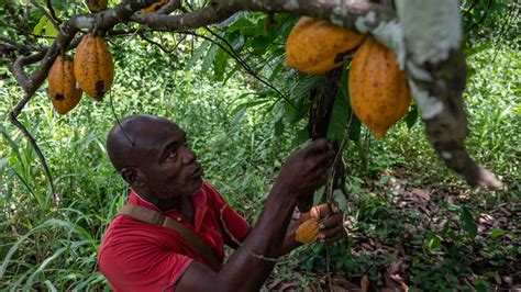 Ivory Coasts Cocoa Curse The New York Times