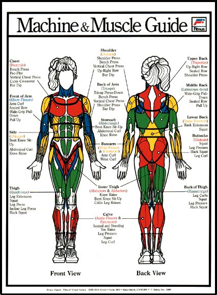 Muscle Chart Back Best Exercises For Major Muscle Groups However