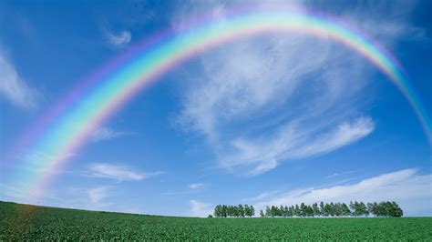 Landscape View Of Rainbow Above Trees Hd Rainbow